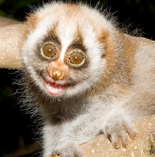 Cu li là loài thú quý và cổ trong bộ linh trưởng Primates. Chúng có vị trí đặc biệt trong nghiên cứu tiến hoá và thích nghi với đời sống trên cây.