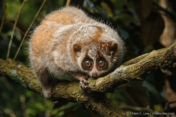 Việc di chuyển từ cây này qua cây khác để tìm thức ăn trong rừng rậm giữa lúc trời tối đen là công việc khó khăn. Với cu li, việc này xem chừng dễ hơn vì chúng có đôi mắt to, có độ mở lớn, giúp nhìn rất tốt trong điều kiện ánh sáng yếu về đêm.