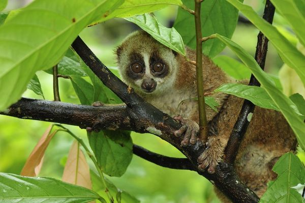 Độ mở lớn làm cho ánh sáng lọt quá nhiều vào mắt và nếu cường độ ánh sáng quá mạnh sẽ làm mắt chúng trở nên mù loà với ánh sáng trắng, không thể thấy gì.