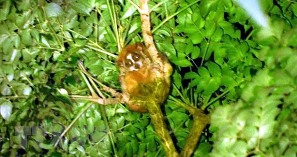 Qua dự án khoa học “Điều tra đánh giá hiện trạng và bảo tồn các loài Cu li (Nycticebus spp.) tại Khu Bảo tồn thiên nhiên Xuân Liên, Thanh Hóa (giai đoạn 2019-2022).”, các nhà khoa học đã phát hiện 2 loài Cu li quý hiếm.