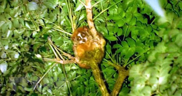 Qua dự án khoa học “Điều tra đánh giá hiện trạng và bảo tồn các loài Cu li (Nycticebus spp.) tại Khu Bảo tồn thiên nhiên Xuân Liên, Thanh Hóa (giai đoạn 2019-2022).”, các nhà khoa học đã phát hiện 2 loài Cu li quý hiếm.