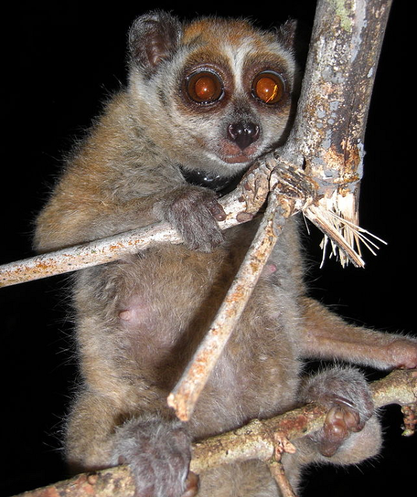 Ở Việt Nam hiện có hai loài cu li thuộc giống Nycticebus là cu li lớn Nycticebus coucang và cu li nhỏ Nycticebus pygmaeus. Nơi sống chủ yếu của những loài này là rừng xanh nguyên sinh hoặc thứ sinh.