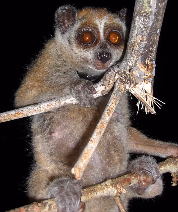 Ở Việt Nam hiện có hai loài cu li thuộc giống Nycticebus là cu li lớn Nycticebus coucang và cu li nhỏ Nycticebus pygmaeus. Nơi sống chủ yếu của những loài này là rừng xanh nguyên sinh hoặc thứ sinh.