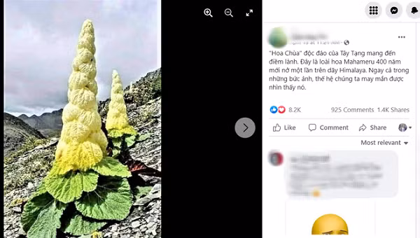 Theo một bài đăng được lan truyền trên mạng xã hội, loài cây xuất hiện trong hình là một loài hoa hiếm tại Himalaya còn có thời gian sinh trưởng ngoạn mục: chỉ nở một lần trong 400 năm.