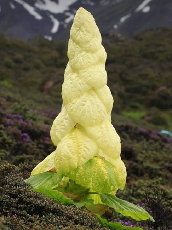 "Rheum nobile thực sự là một loài thực vật rất ngoạn mục vì vòng đời của nó", ông Jürg Stöcklin cho biết. Khi nó ra hoa, nó có tạo hình "khổng lồ", có thể được nhìn thấy từ cách xa hàng km.