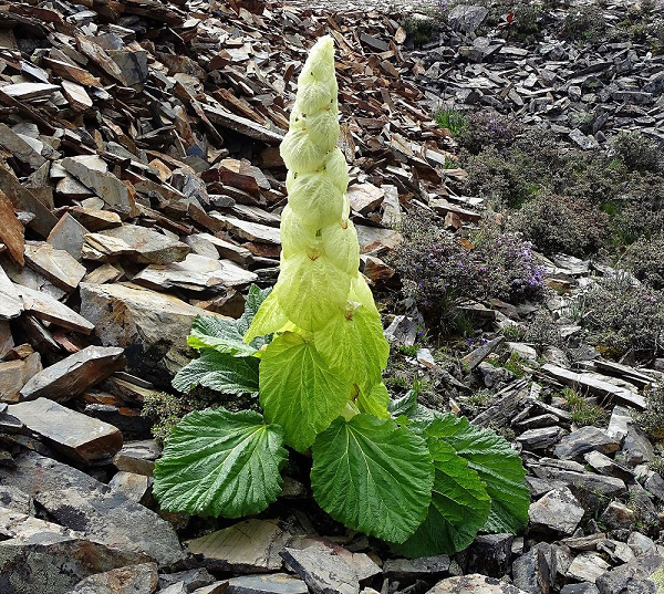 Chúng phát triển mạnh ở vùng núi có độ cao từ 4000 đến 4800m, là giống cây quen thuộc với người dân Tây Tạng, bạn cũng có thể tìm kiếm lác đác chúng ở Vân Nam, Tứ Xuyên.