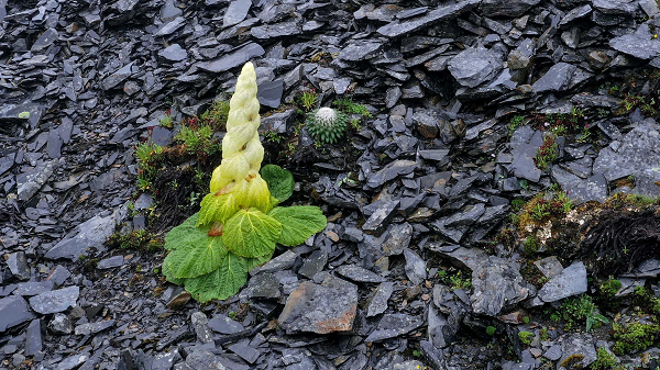 Trong một nghiên cứu năm 2019 được công bố trên Annals of Botany, Giáo sư Stöcklin và các đồng tác giả của ông đã ước tính khoảng thời gian trung bình để Rheum nobile đạt được kích thước ra hoa là 33,5 năm.