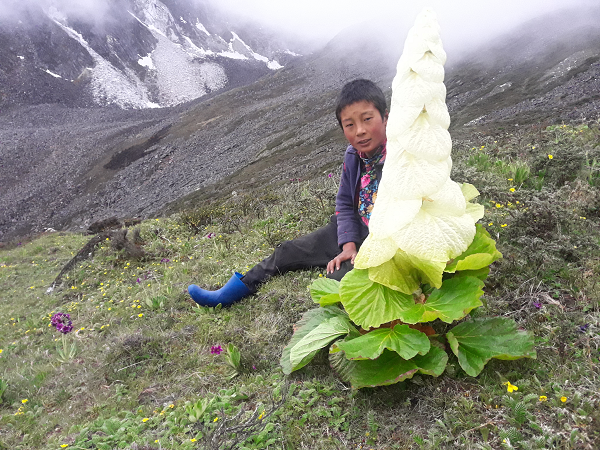 Cây lâu năm đơn tính dành ít nhất một năm ở trạng thái sinh dưỡng trước khi ra hoa một lần và chết.
