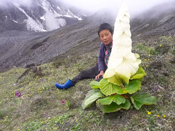 Cây lâu năm đơn tính dành ít nhất một năm ở trạng thái sinh dưỡng trước khi ra hoa một lần và chết.