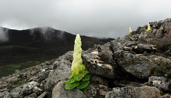 Rheum nobile gồm nhiều lá bao bọc lẫn nhau, màu sắc nhạt dần từ gốc lên đến ngọn. Dưới ánh nắng, chúng tỏa ra màu ánh vàng tuyệt đẹp. Vào mùa thu hoạch, ruộng cải tháp vàng thu hút rất nhiều du khách ghé thăm.