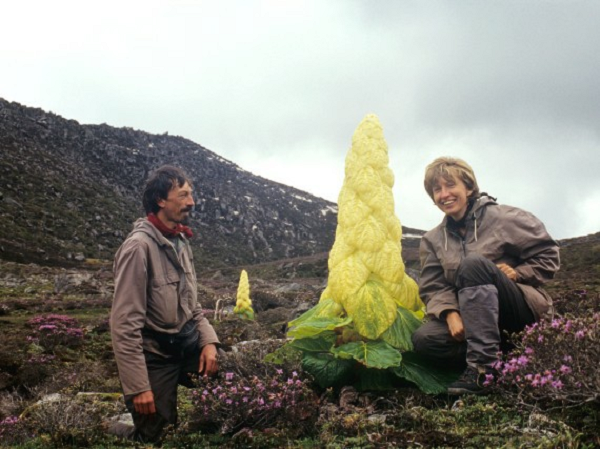 Tuy nhiên, do chúng sinh trưởng ở độ cao lên tới 4.400m nên các du khách phải nhờ tới sự hướng dẫn của người dân bản địa mới có cơ hội chiêm ngưỡng giống cây kỳ lạ này.