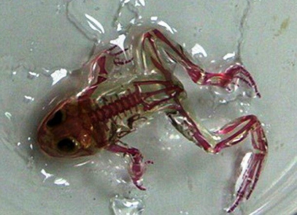 Các nhà khoa học đã phát hiện và cất giữ khoảng 60 cá thể ếch bị đột biến tại thị Krasnouralsk, trong khu vực trung tâm Tyumen của Nga. Được biết, những sinh vật này đột biến với lớp da trong suốt, có thể nhìn thấu được nội tạng, xương, thậm chí cả nhịp đâm của con tim chúng.
