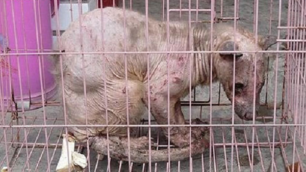 Oriental Yeti là một sinh vật không lông gần giống như một con mèo, có đuôi giống như kangaroo và có thể là cá thể cuối cùng của loài. Oriental Yeti chỉ là nickname của nó khi bị bắt ở Tứ Xuyên (Trung Quốc) ngày 5.4.2010