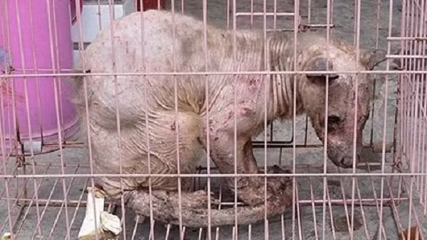 Oriental Yeti là một sinh vật không lông gần giống như một con mèo, có đuôi giống như kangaroo và có thể là cá thể cuối cùng của loài. Oriental Yeti chỉ là nickname của nó khi bị bắt ở Tứ Xuyên (Trung Quốc) ngày 5.4.2010