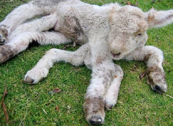 Một con dê với bảy chân đã được sinh ra tại thị trấn Jiaoliuhe, Taonan, tỉnh Cát Lâm ở Trung Quốc.