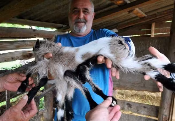  Sinh vật quái dị này được chào đời tại Croatia. Người nông dân tìm thấy nó ngạc nhiên đến mức: không thể thốt lên lời khi ông phát hiện chú dê có tới 8 chân, thay vì 4 chân.