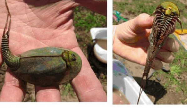 Sinh vật quái dị này được tìm thấy trong một rãnh cống bị bỏ hoang tại tỉnh Chelyabinsk, Nga.