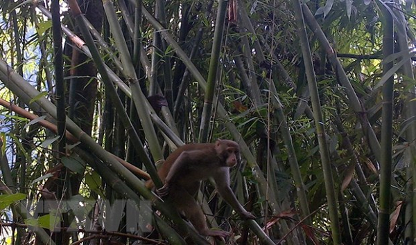 Thực hiện Dự án khoa học công nghệ “Điều tra, đánh giá hiện trạng và bảo tồn các loài Linh trưởng tại Khu bảo tồn thiên nhiên Pù Hu, tỉnh Thanh Hóa (giai đoạn 2019-2021),” Ban quản lý Khu bảo tồn này đã phát hiện 5 loài Linh trưởng quý hiếm.