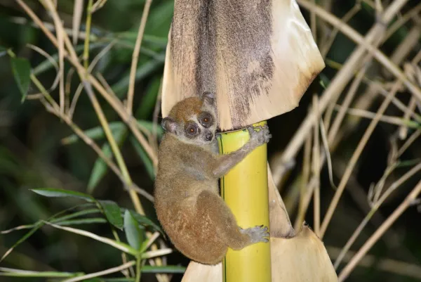 Loài kiếm ăn ban đêm ở rừng thưa quang thoáng, trên các gốc cây, bụi rậm ven rừng, trên nương rẫy. Ban ngày chúng cuộn tròn mình lại ngủ trong lùm cây.