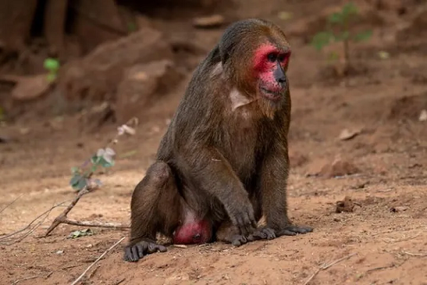 5 loài Linh trưởng quý hiếm thuộc 1 bộ, 2 họ, trong đó họ khỉ có 4 loài gồm Khỉ cộc, Khỉ vàng, Khỉ mốc, Voọc xám và họ Cu li có một loài là Cu li nhỏ.