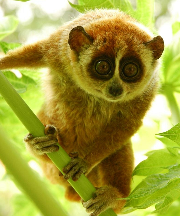 Cu li nhỏ Nycticebus pygmaeus có lông mềm mại, màu hung nâu xen kẽ ít lông trắng bạc. Dọc sống mũi của chúng có vết trắng, còn dọc sống lưng có vết hoe đỏ thẫm. Chúng ăn quả, lá nõn cây, côn trùng, trứng chim, chim non.