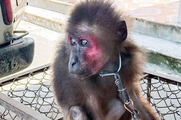 Khỉ cộc (danh pháp: Macaca arctoides), còn gọi là Khỉ mặt đỏ là loài khỉ phân bố ở Nam Á và Đông Nam Á. Chúng có màu lông sẫm pha đỏ, nâu hoặc đen ở phần trên của cơ thể, mặt đỏ. Khỉ mặt đỏ nằm trong danh mục Sách đỏ Việt Nam.