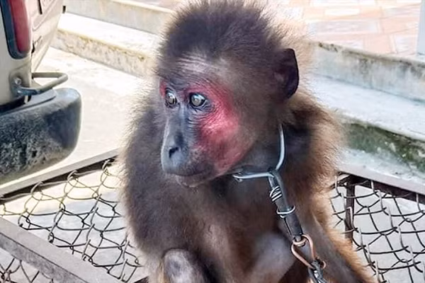 Khỉ cộc (danh pháp: Macaca arctoides), còn gọi là Khỉ mặt đỏ là loài khỉ phân bố ở Nam Á và Đông Nam Á. Chúng có màu lông sẫm pha đỏ, nâu hoặc đen ở phần trên của cơ thể, mặt đỏ. Khỉ mặt đỏ nằm trong danh mục Sách đỏ Việt Nam.