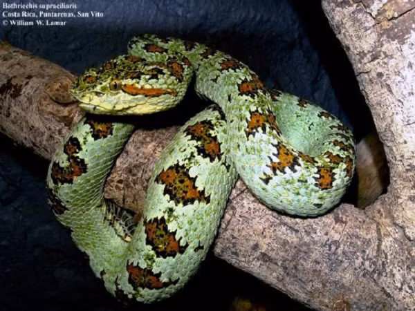 Trên mắt của loài rắn này có các vảy nhô cao như lông mi nên chúng còn có tên gọi khác là rắn lục cọ lông mi (Eyelash palm-pitviper); mắt có con ngươi thẳng đứng như mắt mèo chính là đặc trưng ở các loài rắn lục.