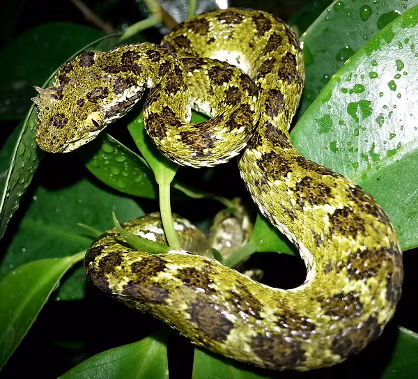 Đôi khi vết cắn của chúng sẽ gây hoại tử. Nếu như không chữa trị có thể dẫn tới phải cắt bỏ chân tay, hoặc thậm chí tử vong.