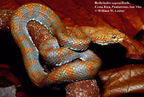 Rắn lục cọ Guatemala hoạt động mạnh vào chiều tối và đêm; chúng có khả năng leo cây rất giỏi và có thể ngụy trang rất tốt với môi tường xung quanh.