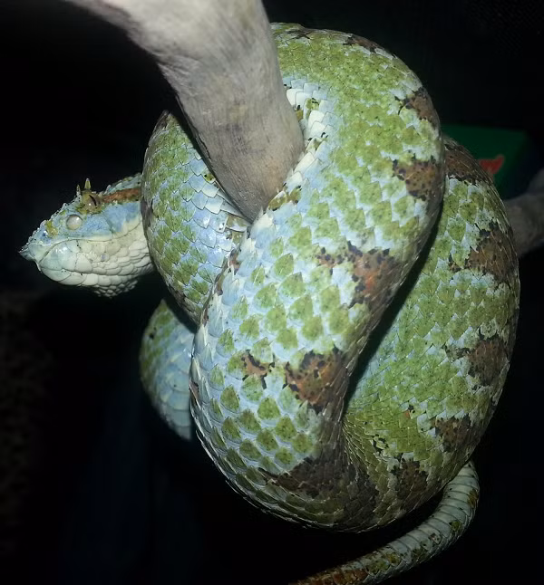 Thông thường, loài rắn này sẽ cắn mục tiêu với tốc độ rất nhanh để tiêm nọc rồi lần theo dấu vết con mồi để ăn thịt.