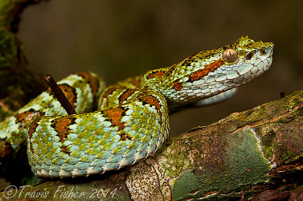 Vì loài rắn này hòa lẫn vào mỗi trường nên đôi khi rất khó phát hiện; vì thế, các vụ người làm vườn hay làm nông bị rắn cắn xảy ra tương đối nhiều.