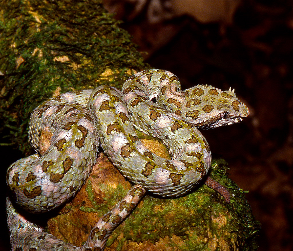 Chúng được tìm thấy ở các khu rừng ẩm thấp (mesic forest) và có độ cao 2,640 m so với mực nước biển.