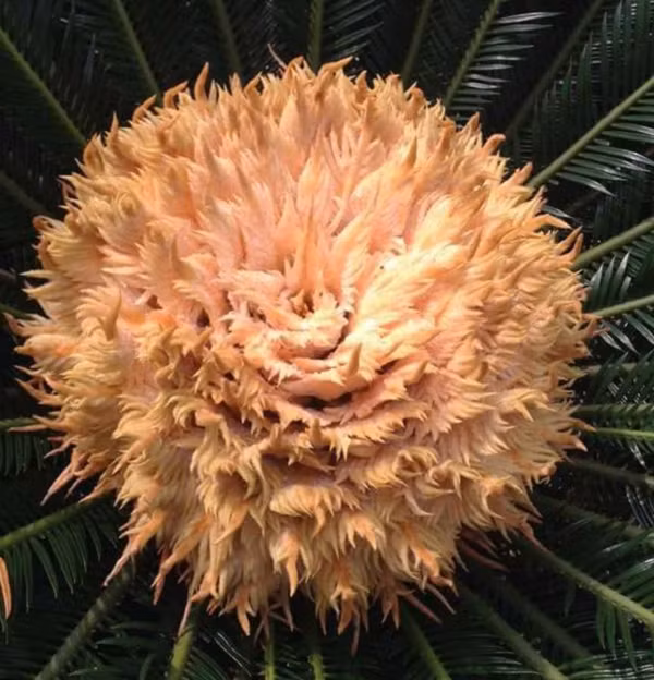  Cây vạn tuế là cây lâu năm, thậm chí có thể sống hàng trăm năm. Đây là loại cây hạt trần (không có vỏ quả bao bọc) và sinh trưởng chậm, lá xòe đẹp nên thường được trồng làm cảnh.