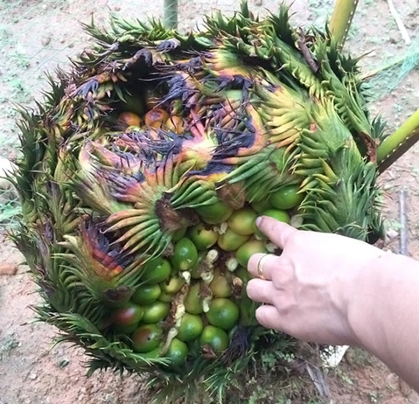 Hạt của cây có vị đắng chát, tính bình và có độc nhưng cũng có tác dụng cố tinh (tức làm cho tinh khí lâu xuất), đồng thời cũng giúp hạ huyết áp.