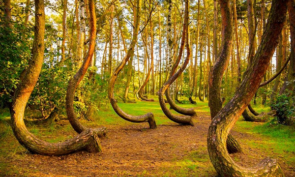 Sở dĩ khu rừng này được gọi với tên như vậy bởi có không ít những câu chuyện kỳ bí liên quan đến sự mất tích bí ẩn hay cảm giác sợ hãi, bất an mỗi khi du khách bước chân vào Hoia. Nhiều người kể lại rằng họ nghe thấy tiếng cười khúc khích của phụ nữ trong khu rừng.