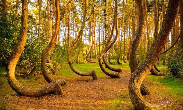 Sở dĩ khu rừng này được gọi với tên như vậy bởi có không ít những câu chuyện kỳ bí liên quan đến sự mất tích bí ẩn hay cảm giác sợ hãi, bất an mỗi khi du khách bước chân vào Hoia. Nhiều người kể lại rằng họ nghe thấy tiếng cười khúc khích của phụ nữ trong khu rừng.