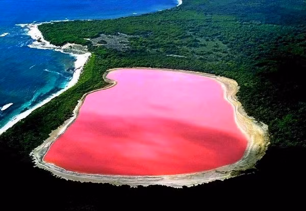 Các nhà khoa học đoán màu sắc của hồ có thể là kết quả của một loại tảo ưa muối. Những sinh vật này có thể phát triển mạnh trong môi trường khắc nghiệt nhất như hồ có độ mặn cao.