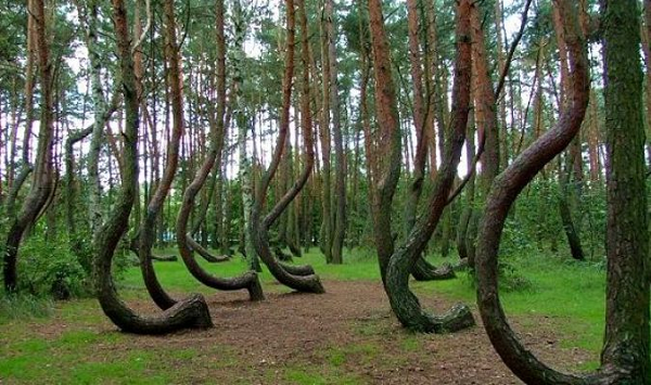 Rừng Hoia (Romania) được coi là khu rừng bí ẩn gây ám ảnh nhất thế giới, nó còn được gọi là khu rừng "tam giác quỷ Bermuda".