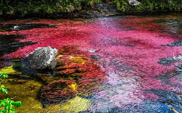 Thực tế, dòng sông này cũng trông giống như bất kỳ dòng sông nào khác. Nhưng vào mùa hè, nó biến thành một "tấm thảm" nhiều màu. Tất cả là nhờ những loài thực vật thủy sinh sống dưới đáy sông. Chúng góp phần tạo ra dòng sông có màu đỏ, hồng, xanh nước biển, xanh lá cây và màu vàng.