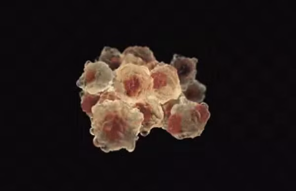 Với giới y học, việc sở hữu tế bào bất tử là vô cùng quan trọng trong nghiên cứu. Các loại thuốc chữa bệnh, thử nghiệm y tế đề cần đến nuôi cấy tế bào. Cho đến nay, ngoài tế bào Hela, chưa ai tìm ra tế bào bất tử nào khác.