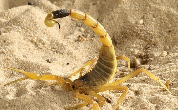 Chẳng hạn, chlorotoxin trong nọc độc bọ cạp có thể liên kết với một số tế bào ung thư trong não và cột sống, từ đó giúp xác định kích thước và vị trí cụ thể của các khối u.