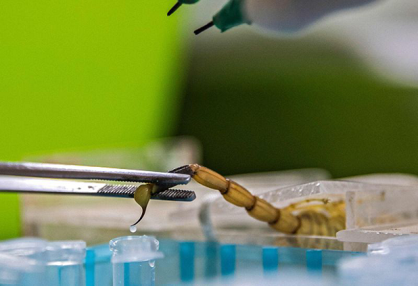 Tại sao lại là nọc độc? Nhìn chung, các loại độc tố sẽ tác động vào sinh vật bị nhiễm độc theo 3 cơ chế: Độc tố tấn công vào hệ thần kinh, làm tê liệt nạn nhân. Các phân tử gọi là Hemotoxin nhắm vào máu. Và độc tố mô cục bộ tấn công khu vực xung quanh vị trí vết cắn hoặc tiếp xúc.