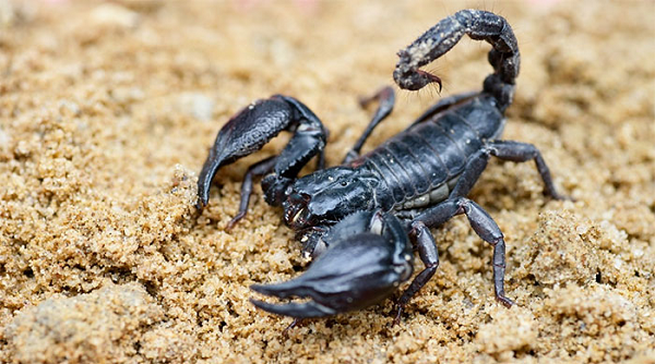 Mục đích của lĩnh vực này là để săn tìm các phân tử có dược tính, có thể điều chế trở thành thuốc cho con người. Ví dụ, bên trong nọc độc chết người của bọ cạp chứa rất nhiều thành phần giúp ích trong việc tạo ra các loại thuốc mang tính đột phá, tiên phong.