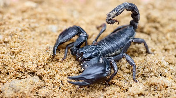 Mục đích của lĩnh vực này là để săn tìm các phân tử có dược tính, có thể điều chế trở thành thuốc cho con người. Ví dụ, bên trong nọc độc chết người của bọ cạp chứa rất nhiều thành phần giúp ích trong việc tạo ra các loại thuốc mang tính đột phá, tiên phong.