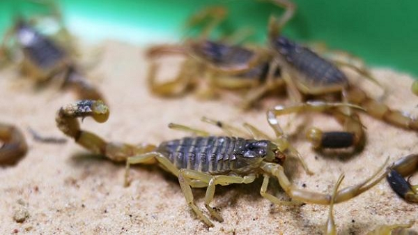 Vì vậy chỉ cần chúng ta loại bỏ được thành phần độc tố và chọn ra đúng thành phần nhắm bắn vào các protein, chúng ta sẽ có thể biến nọc độc thành một loại thuốc chữa bệnh.