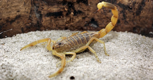 Các nhà nghiên cứu còn sử dụng bọ cạp để loại bỏ bệnh sốt rét ở muỗi. Kaliotoxin trong nọc bọ cạp cũng được thử nghiệm để chữa các bệnh về xương trên chuột. Các nhà khoa học hy vọng nó cũng có hiệu quả tương tự trên người.