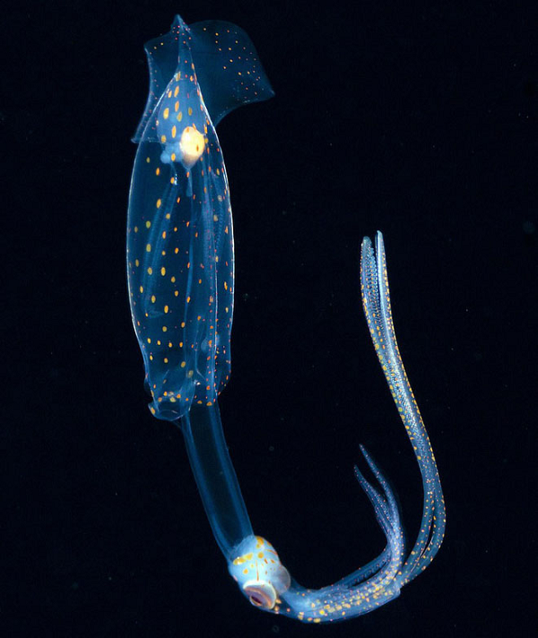 Brachioteuthis là một loại mực "neon" phát ra màu sắc tươi sáng khi được chụp trong một số ánh sáng nhất định. Loài này phân bố rộng rãi và có nguồn gốc từ nhiều vùng của Đại Tây Dương, Thái Bình Dương, Địa Trung Hải và Biển Đen.