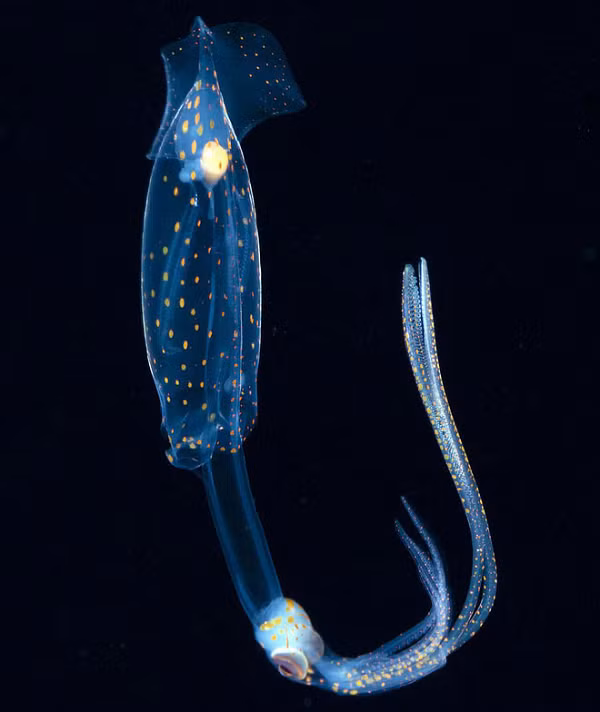 Brachioteuthis là một loại mực "neon" phát ra màu sắc tươi sáng khi được chụp trong một số ánh sáng nhất định. Loài này phân bố rộng rãi và có nguồn gốc từ nhiều vùng của Đại Tây Dương, Thái Bình Dương, Địa Trung Hải và Biển Đen.