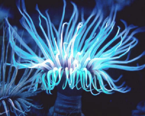 Loài hải quỳ này dành nhiều thời gian để nổi xung quanh cho đến khi chúng tìm thấy nơi tốt để neo đậu. Xúc tu của chúng đâm vào những kẻ săn mồi với “cây lao móc” sắc nhọn.